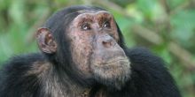 An inquisitive visitor at Kungwe Beach Lodge, Mahale Mountains National Park, Tanzania