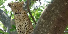 Gomoti Plains Camp, Moremi Game Reserve, Botswana