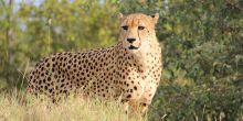 Hoedspruit Endangered Species Center