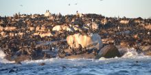 Shark Safari - Scheduled Half Day, Simontown, South Africa