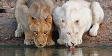 Tanda Tula Field Camp, Timbavati Game Reserve, South Africa