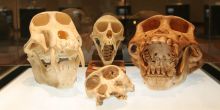 Cradle of Mankind Private Half-Day Tour, Johannesburg, South Africa