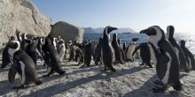 The colony of African penguins that live at Cape of Good Hope Nature Reserve, Cape Town, South Africa
