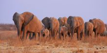 Desert-Adapted Elephant Safari
