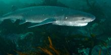 Kelp Forest Shark Dive