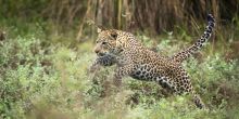 Chongwe River Camp, Lower Zambezi National Park, Zambia
