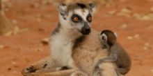 Le Jardin du Roy, Isalo National Park, Madagascar