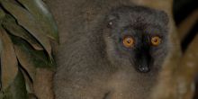 Lemur Amber Mountains