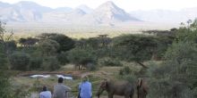 Sarara Camp eles