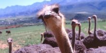 Adley House ostrich