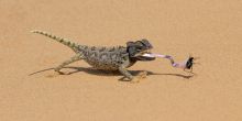 Living Desert Tour, Namibia