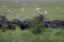 African buffalo during the green season at Chada Katavi Camp, Katavi National Park, Tanzania Â© Nomad Tanzania