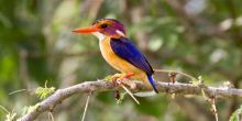 Jozani Forest Reserve Tour