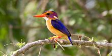 Jozani Forest Reserve Tour
