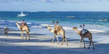 AfroChic Diani