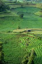 Agriculture at Mount Gahinga Lodge, Mgahinga National Park, Uganda
