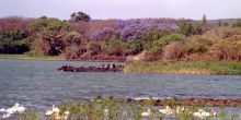 Lake Tana