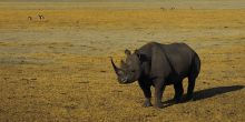 Ang'ata Ngorongoro Crater