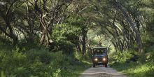 Lake Manyara Tree Lodge, Lake Manyara National Park, Tanzania