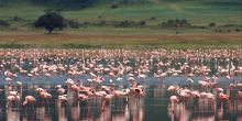 Flamingos on the crater lake