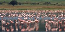 Safari in the Ngorongoro Crater