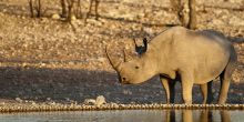 Anderssons Camp, Etosha National Park, Namibia Â© Olwen Evans