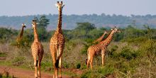 Akagera Game Lodge 