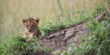 Akagera Game Lodge 