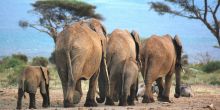 Elephants