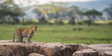 Leopard at Dunia Camp, Serengeti National Park, Tanzania