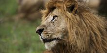 A proud lion at Naboisho Camp, Masai Mara National Park, Kenya