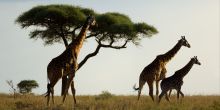 Kimondo Camp - Serengeti Giraffes
