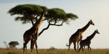 Namiri Plains Camp - Serengeti vistas