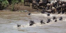 Kimondo Camp - Migration river crossing