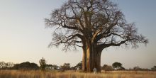 Tarangire National Park is famous for baobab trees