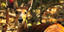 Wildlife in the forest at Rubondo Island Camp, Lake Victoria, Tanzania