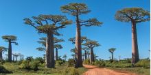 Avenue of the Baobabs