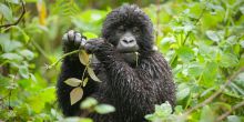 Engagi Lodge, Bwindi Impenetrable Forest, Uganda