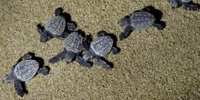 Sea Turtle Egg-Laying Experience