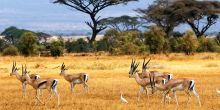Zulu Nyala