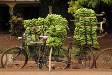 Bananas Stock