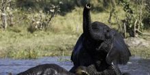 Elephant bathing at Banoka Bush Camp, Okavango Delta, Botswana (Dana Allen)