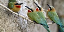 Birdlife on Zambezi