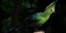 Plettenberg Feathers and Tails Tour, South Africa