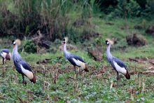 Black-crowned cranes at Mount Gahinga Lodge, Mgahinga National Park, Uganda