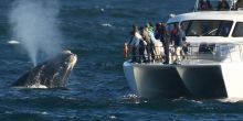 Harbour House Whale Watching
