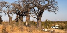 Delta Explorer Campsite, Okavango Delta, Botswana