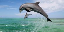 Plettenberg Feathers and Tails Tour, South Africa