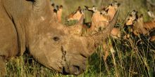 Black Rhino Lodge
