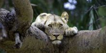 Busanga Bush Camp, Kafue National Park, Zamiba Â© Dana Allen